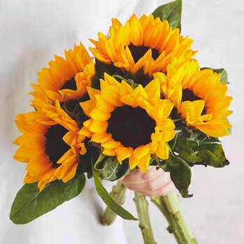 向日葵5枝鲜切花 不含盆