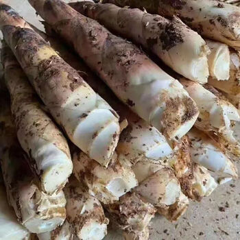 浙江天目山临安春笋新鲜现挖竹笋雷笋装蔬菜冬鲜笋1斤大笋