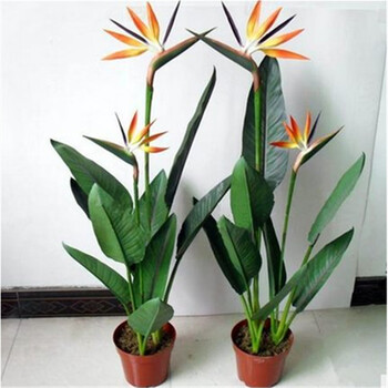 室内观叶观花植物鹤望兰天堂鸟盆栽花卉绿植桌面小盆栽鹤望兰 图片价格品牌报价 京东