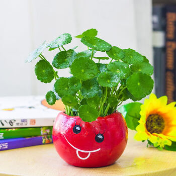 水中绿植铜钱草水培植物办公室桌面盆栽金钱草花卉室内水养绿植家营养