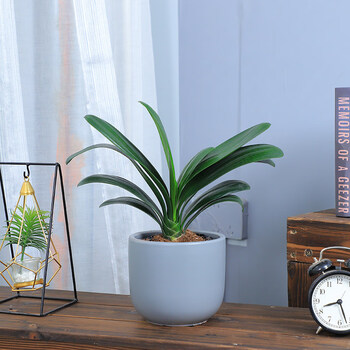 北欧风格君子兰花卉开花植物盆栽四季君子兰盆栽观花植物君子兰盆景