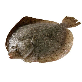 野生新鲜多宝鱼鲜活石斑鱼蝶鱼比目鱼花岗鱼菱鲆鱼野生海鱼冷冻年货