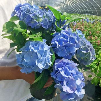 阳台耐寒植物花卉盆栽无尽夏绣球花苗四季开花拉维布兰3年苗当年开花