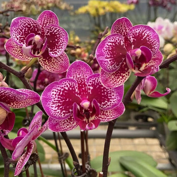 蝴蝶兰矮种金边蝴蝶兰花苗金叶咖啡带花苞名贵盆栽花卉植物室内客厅