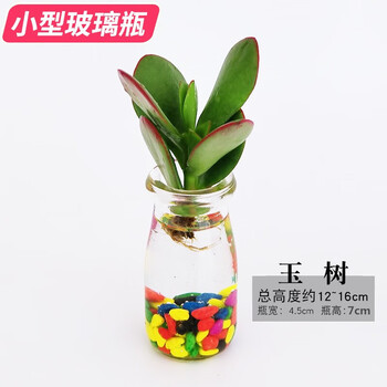 玉树(小布丁瓶水培套装)