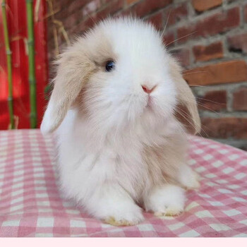 double yellow兔子活物 白兔垂耳兔宠物兔活体凤眼兔宝宝纯种兔 黄白