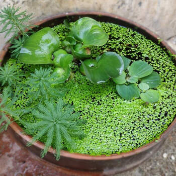 鱼池净化水植物养鱼草水草四季淡水鱼缸水生植物水草漂浮小浮萍水芙蓉5 水葫芦2 狐尾藻5 小浮萍500 图片价格品牌报价 京东