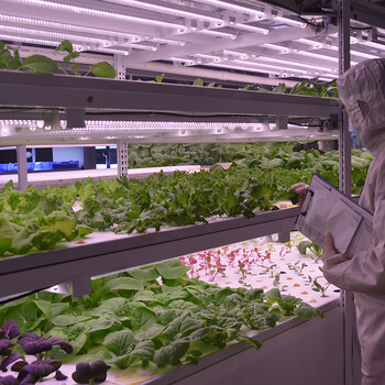 室内无土栽培蔬菜设备种植大棚水培草莓技术温室培养植物工厂育苗定制