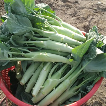 芥兰菜 青菜大骨芥兰菜芥蓝芥大笋芥兰菜 5斤【图片 价格 品牌 报价】