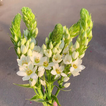 雀梅/圣心百合10支【图片 价格 品牌 报价】-京东