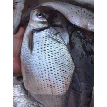 lism河源東江河鯿魚新鮮鯿魚三角魴團頭魴武鯧魚河鮮萬綠湖魚