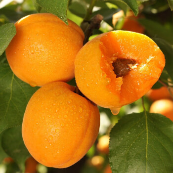 新鲜陕西大黄杏子当季应季梅子孕妇水果多规格整箱批发黄杏子净重3斤