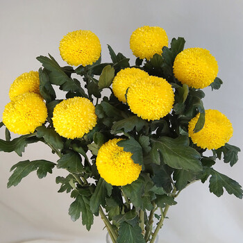 沙龙生花黄乒乓菊鲜花 云南昆明基地直发鲜切花花束插花办公室 10枝
