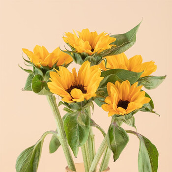 花点时间x花田桃花樱花向日葵洋甘菊六出紫罗兰单品花材基地直采鲜花向日葵5枝 图片价格品牌报价 京东