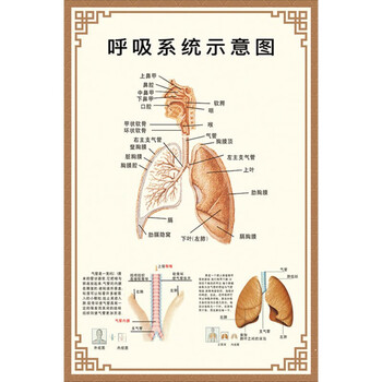 呼吸系统示意图 油画布20寸