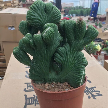 玉麒麟多肉五指山仙人掌植物盆景桌面客厅室内盆栽 大五指山形态随机