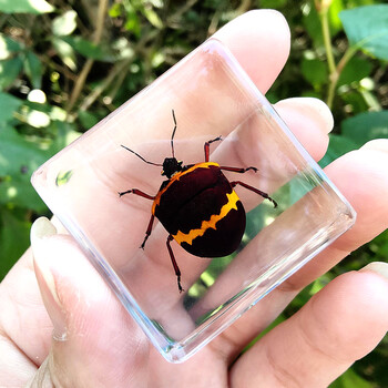 教具教学植物标本甲虫动物蝗虫蚂蚁标本昆虫礼物 藕色 黑油茶宽盾蝽