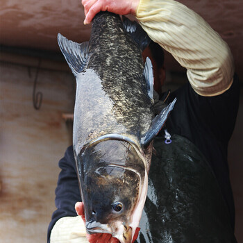 千岛湖特产胖头鱼活鱼鳙鱼花鲢鱼活体包头鱼新鲜到家7斤千岛湖