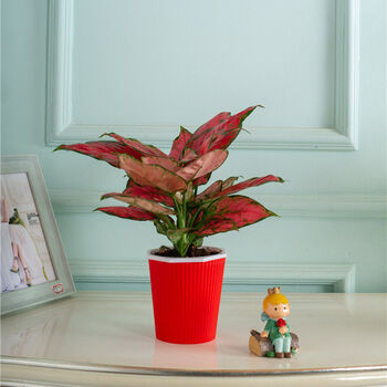 红如意皇后盆栽花卉室内绿植四季红叶观叶植物好养花 浪琴红色盆2棵红