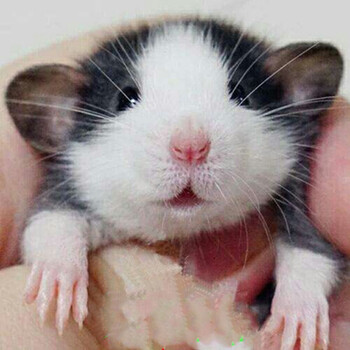 Double Yellow花枝鼠活体宠物飞象耳花枝鼠哈士奇花枝鼠小宠物全国包活飞象耳奶牛大白超ji正脸哈士奇 深色浅色 图片价格品牌报价 京东 Double Yellow花枝鼠活体宠物飞象耳花枝鼠哈士奇花枝鼠小宠物全国包活飞象耳奶牛大白超ji正脸哈士奇 深色浅色 图片价格品牌报价 京东