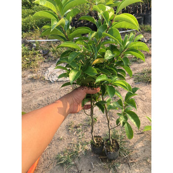 铁冬青树苗万紫千红苗庭院种植结果红色耐寒801m高5棵带土杯其他