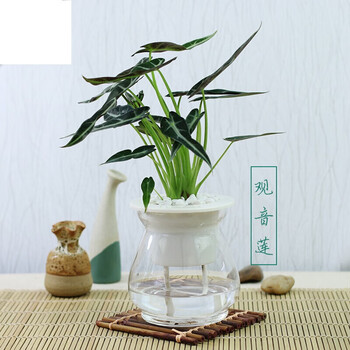 水养芦荟室内驱蚊草水生绿萝水培植物茉莉花春节春节 自动吸水-观音莲