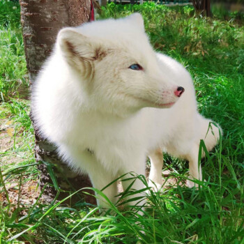 狐狸白色蓝色眼睛图片