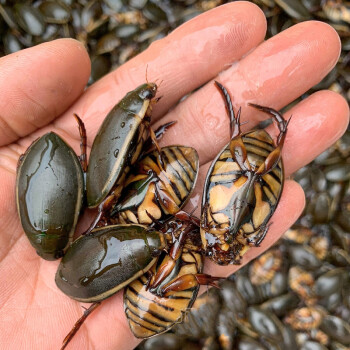 伟博海丽鲜贝大金边龙虱活体水蟑螂鲜活尿水甲虫水龟子顺丰包活250g