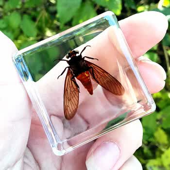 别颖 真昆虫树脂教具教学植物标本甲虫动物标本套装儿童礼物 黑翅红蝉