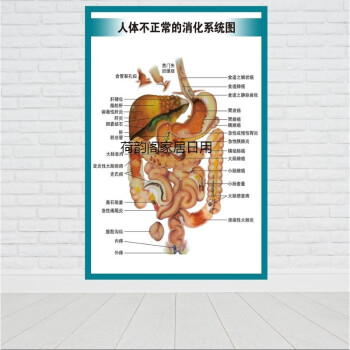 人体内脏消化胃肠系统结构示意图医学宣传挂图医院布置海报墙贴画