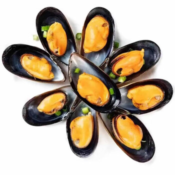 当天捕捞鲜活海虹整箱7斤青口贻贝淡菜无沙海虹日照海虹贝类水产昌盛