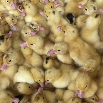 观赏宠物鸭子活一点头鸭活 半番鸭骡鸭小杂交鸭假西洋鸭m18