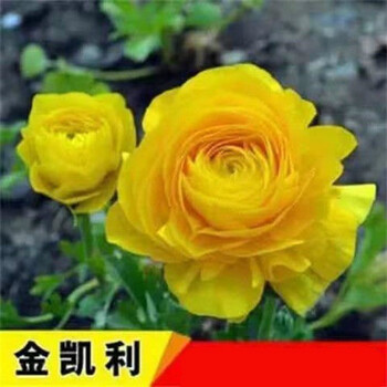 四季开花玫瑰花苗盆栽室内室外嫁接耐寒花卉绿植浓香型月季花金凯利4