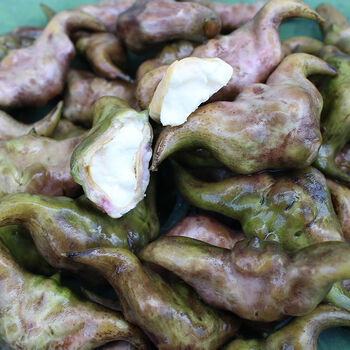 2021老菱角批发新鲜菱角特大菱角15斤野生菱角水菱角洪湖菱角7月31日