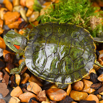 宝熙 宠物小巴西龟苗黄金巴西龟彩龟乌龟活体宠物龟水龟龟活体水龟