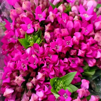 寒丁子鲜花十字花家用办公室室内婚庆插花水养爱意生活年宵花礼物粉色寒丁子一扎7 9支 图片价格品牌报价 京东