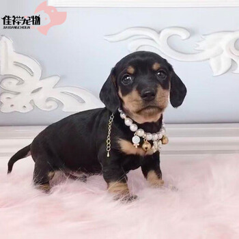 终身饲养指导 纯种宠物狗狗腊肠犬幼犬幼崽宠物级宠物级公 图片价格品牌报价 京东