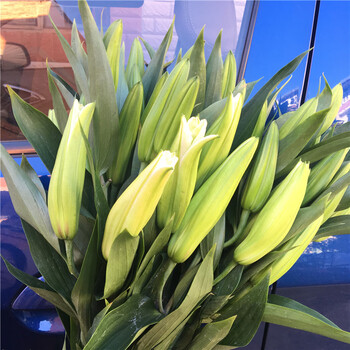 水无怜奈香水百合鲜花花束云南直发基地水养同城速递蔷薇折射多头玫瑰