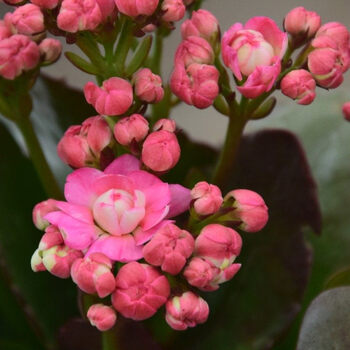 长寿花带花苞绿巴黎单瓣重瓣绿植盆栽花卉绿色四季开花多肉植物约克带