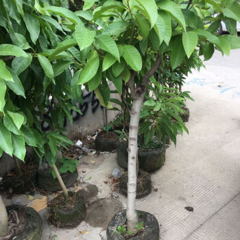 老樁白蘭樹苗白玉蘭植物黃角蘭四季花期長濃香型公園庭院花卉綠植老樁