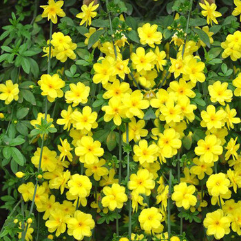 耐寒迎春花树苗盆景探春花庭院盆栽攀援爬藤垂吊类花卉报春花植物3年苗3棵不含盆 图片价格品牌报价 京东