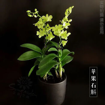 浓香型花卉绿植室内盆栽送花盆铁皮石斛苗泼墨石斛 超香青苹果石斛兰