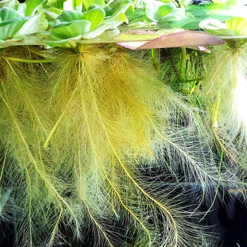 水芙蓉浮性水草活体净化水质除3鱼缸养鱼龟养虾蟹浮萍组合套餐水芙蓉10颗 图片价格品牌报价 京东