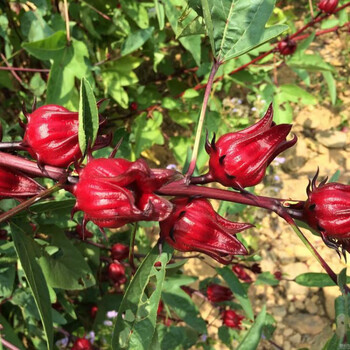 麦基乐洛神花洛神花茶花苗树苗花干观赏食用能泡茶喝花卉很好种的种子