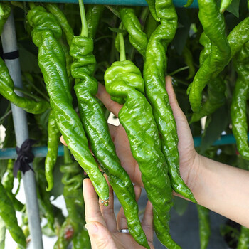 寿禾螺丝辣椒种子罗丝辣椒种大辣椒线椒家庭春夏秋季播种蔬莱常寿光