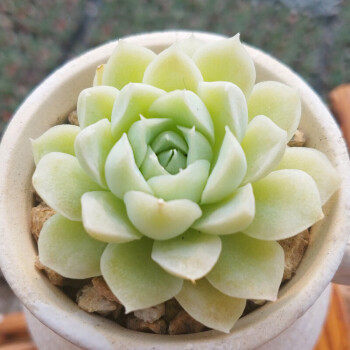 心头肉多肉植物组合盆栽桃蛋肉嘟嘟室内植物满额蓝色阿尔巴白月影3cm 不含盆 图片价格品牌报价 京东