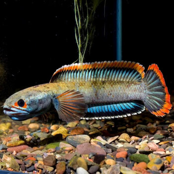 进口梦幻血斑雷龙15-18cm