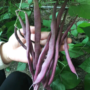 紫冠四季豆種子高產架豆豇豆菜豆角種籽大全春季夏季四季蔬菜種孑 紫