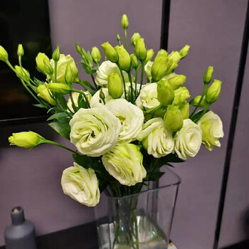 云醉花 洋桔梗0.6kg 多色可选 绿色 b级