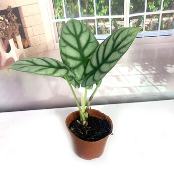 仙女绿植网红板盾海芋室内办公客厅观叶花卉 白犀牛90#1盆-高15-20cm